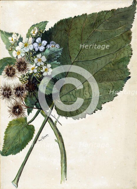 Whau. Hauma. Entelea arborescens, (c1920s). Creator: Fanny Richardson.