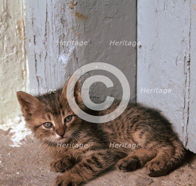 Kitten in Heracleion. Artist: Unknown