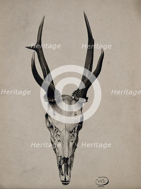 A stag's skull seen from above, 1904. Creator: Unknown.