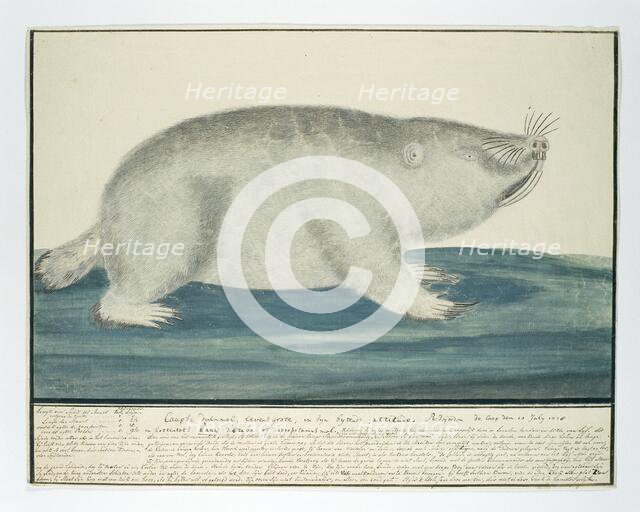 Bathyergus suillus (Cape dune mole-rat), 1778. Creator: Robert Jacob Gordon.