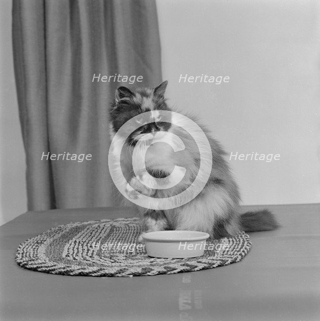 A long-haired tortoiseshell cat sitting on a mat beside a bowl of food, 1970. Artist: John Gay.