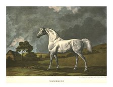 'Mambrino', c1779, (c1955). Creator: Unknown.