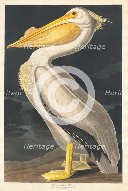 American White Pelican, 1836. Creator: Robert Havell.