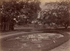 Victoria Regia at Botanical Garden, Udaipur, 1860s-70s. Creator: Unknown.