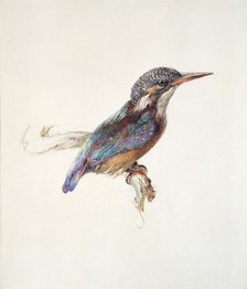 Study of a Kingfisher, with dominant Reference to Colour, probably October 1871. Artist: John Ruskin.
