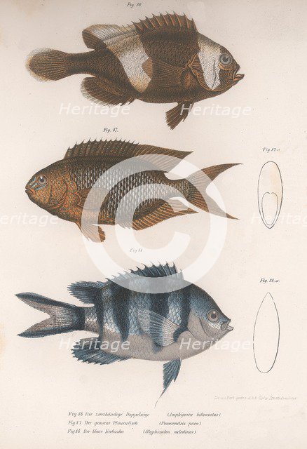 Amphiprion bifasciatus. Pomacentris pavo. Glyphisodo, c.1850s. Artist: Unknown.