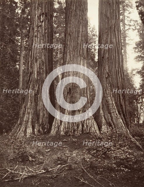 The Three Graces, 272 feet, 1865-66, printed ca. 1876. Creator: Carleton Emmons Watkins.