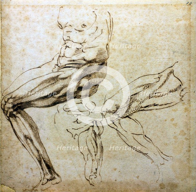 Studies of legs, 1524-1525. Artist: Buonarroti, Michelangelo (1475-1564)