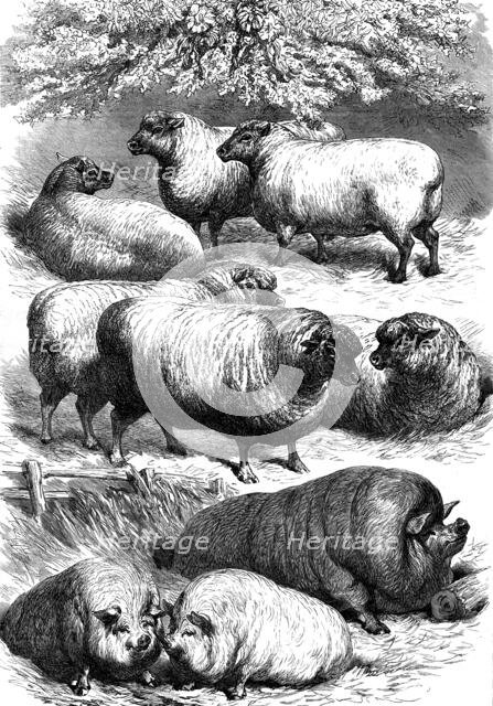 Smithfield Club Cattle Show: prize sheep and pigs, 1873. Creator: Unknown.