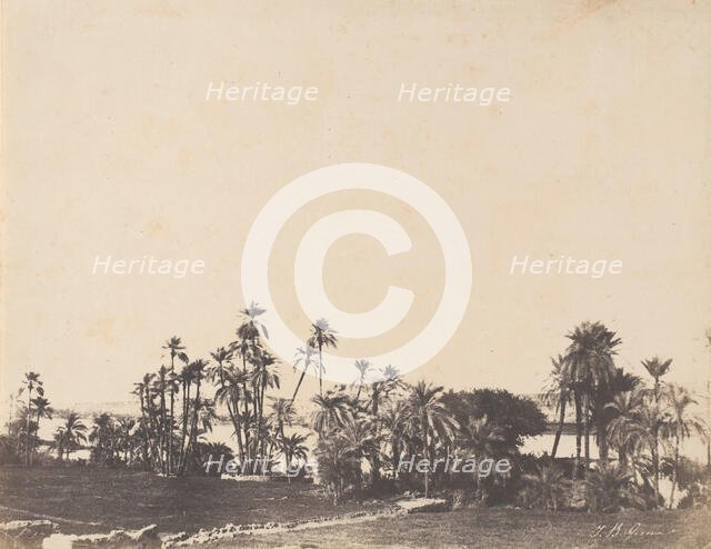 Etude de Palmiers, Bords du Nil, Kalabschi, 1853-54. Creator: John Beasley Greene.