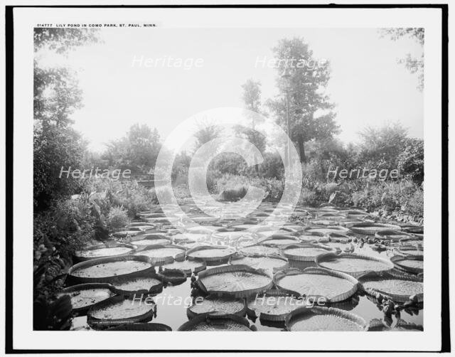 Lily pond in Como Park, St. Paul, Minn., c1902. Creator: William H. Jackson.