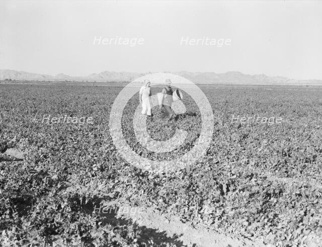 Pea fields, end of the day, near Calipatria, California, 1939. Creator: Dorothea Lange.