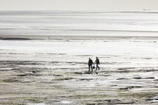 Cockle pickers at low tide, Morecambe Bay, Lower Holker, Cumbria, 2017. Creator: Alun Bull.