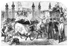 Inspection of foreign cattle at the Metropolitan Cattle Market, 1865. Creator: Unknown.