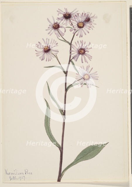 Showy Aster (Aster conspicuus), 1917. Creator: Mary Vaux Walcott.