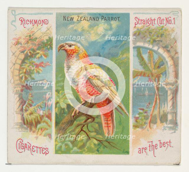 New Zealand Parrot, from Birds of the Tropics series (N38) for Allen & Ginter Cigarettes, ..., 1889. Creator: Allen & Ginter.