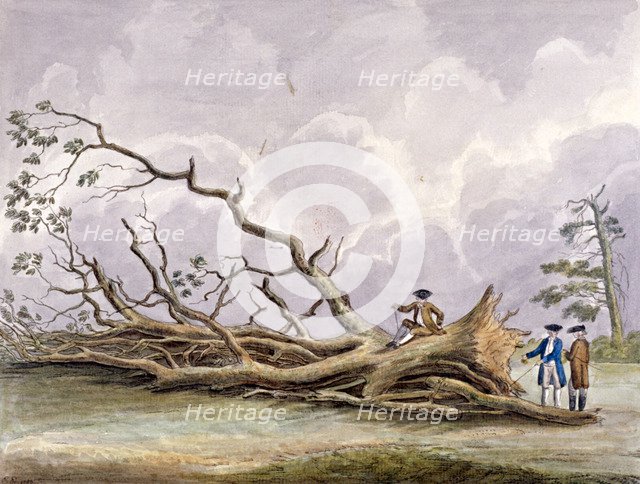Trees damaged by a storm of 15th October, Roehampton, London, 1780. Artist: Edwin Edwards