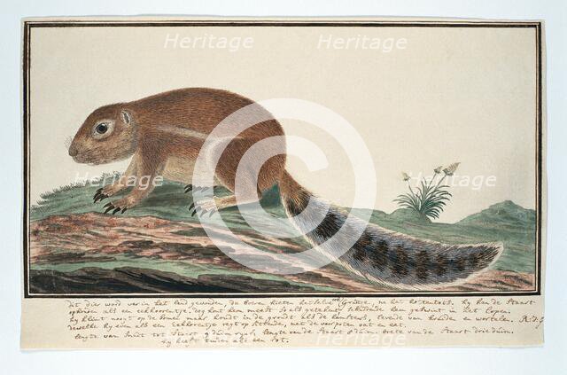 Xerus inauris (Cape ground squirrel), 1777-1786. Creator: Robert Jacob Gordon.