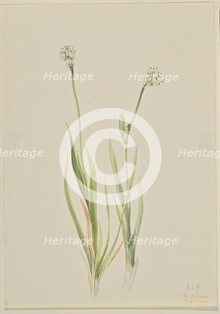 Bog-Asphodel (Tofieldia intermedia), 1920. Creator: Mary Vaux Walcott.