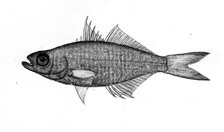 Fish, 1777-1783. Creator: Bhawani Das.