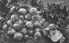 Turnips and cabbage raised by Rev. G.B. Burgess, between c1900 and c1930. Creator: Unknown.