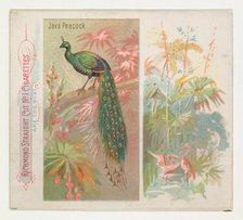 Java Peacock, from Birds of the Tropics series (N38) for Allen & Ginter Cigarettes, 1889. Creator: Allen & Ginter.