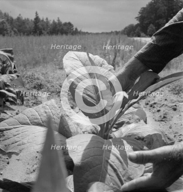 White owner topping tobacco plant, Person County, North Carolina, 1939. Creator: Dorothea Lange.