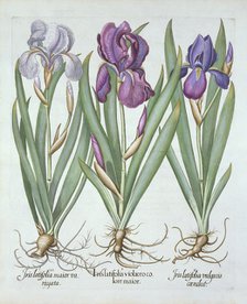 Three varieties of rhizomatous bearded irises,  from 'Hortus Eystettensis', by Basil Besler (1561-16