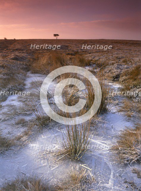 Egton Moor, North Yorkshire, 2010. Creator: Mike Kipling.