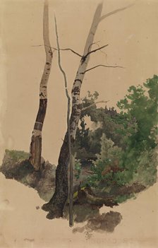 Two bare birch trunks and bushes, 1859. Creator: Werner Holmberg.