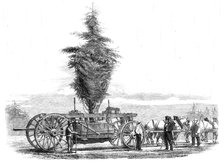 Removal of a large tree from Chiswick to the new gardens of the Horticultural Society at..., 1860. Creator: Unknown.