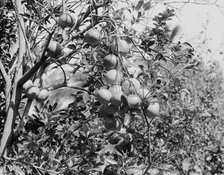 Cluster of grape fruit, between 1900 and 1920. Creator: Unknown.