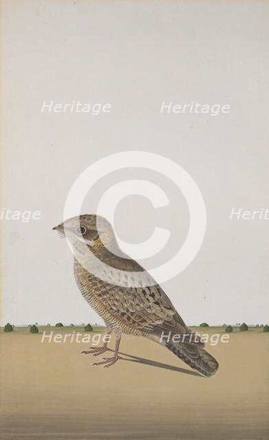 A Common Indian Nightjar (Caprimulgus asiaticus), ca. 1780. Creator: Unknown.