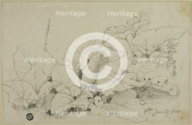 Clump of Leaves and Flowers, 1808/47. Creator: Joshua Cristall.