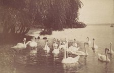 Swans on the Water, 1880s-90s. Creator: Unknown.