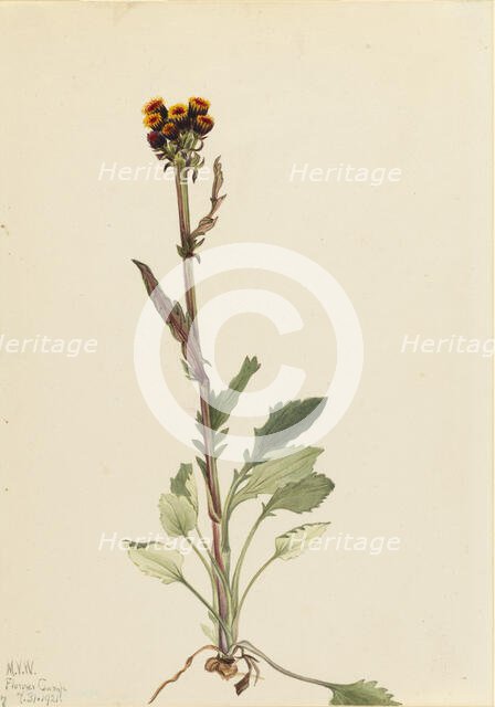 Rayless Groundsel (Senecio pauciflorus), 1921. Creator: Mary Vaux Walcott.