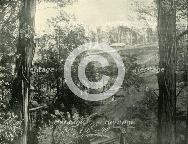'Scene at Upper Gembrook, Victoria', 1901. Creator: Unknown.