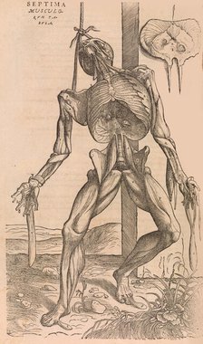 De humani corporis fabrica (Of the Structure of the Human Body), 1555. Creator: John of Calcar.