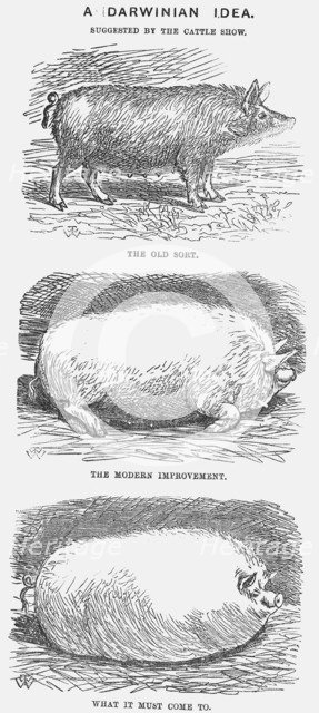 'A Darwinian Idea', 1865. Artist: TW Woods