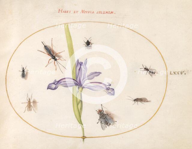 Plate 75: A Fly and Other Insects with an Iris, c. 1575/1580. Creator: Joris Hoefnagel.