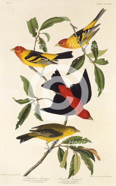 Western tanager. Scarlet tanager. From "The Birds of America", 1827-1838. Creator: Audubon, John James (1785-1851).