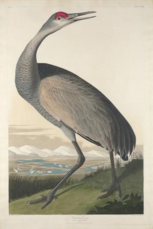 Hooping Crane, 1835. Creator: Robert Havell.