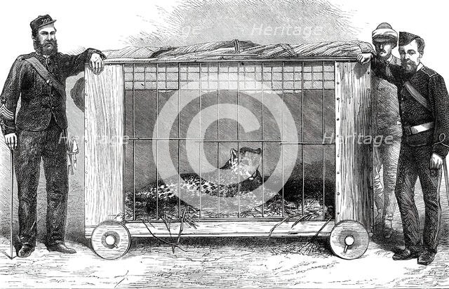 Panther presented to the Prince of Wales at Bankipore by the 109th Regiment, 1876. Creator: Unknown.