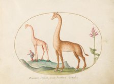 Plate 2: Two Giraffes with an Attendant, c. 1575/1580. Creator: Joris Hoefnagel.