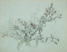 Study of a Flowering Thistle, 1846. Creator: Carl Georg Anton Graeb.