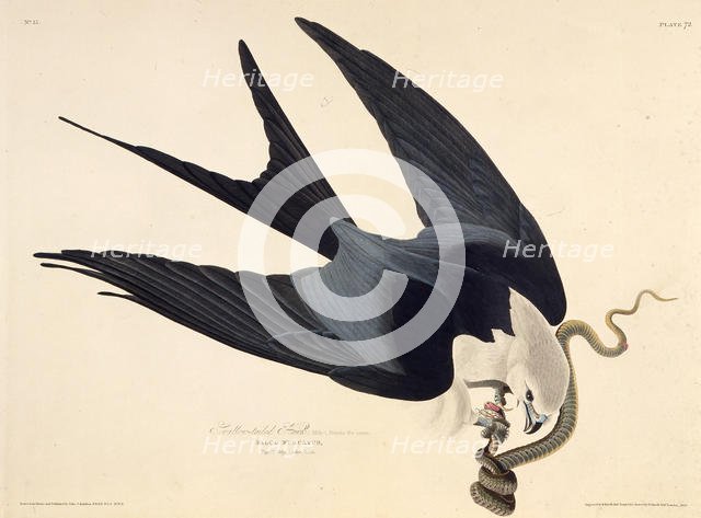 The swallow-tailed kite. From "The Birds of America", 1827-1838. Creator: Audubon, John James (1785-1851).