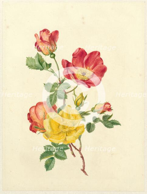 Sprig of wild roses, c.1800-c.1900. Creator: Antoinette Luden.