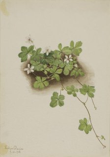 Red Dewberry (Rubus pedatus), 1918. Creator: Mary Vaux Walcott.