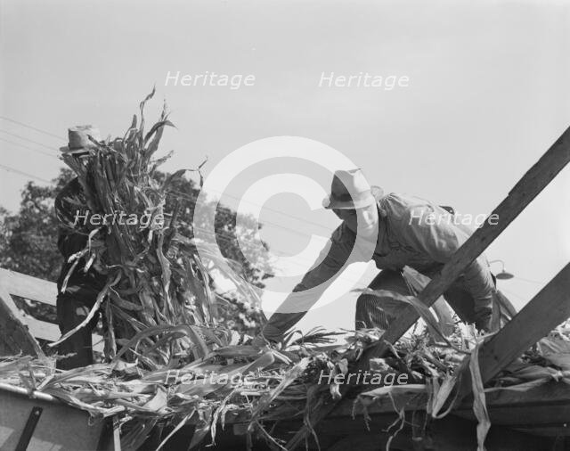 Cooperating farmers with wagonload of corn..., Yamhill County, Oregon, 1939. Creator: Dorothea Lange.