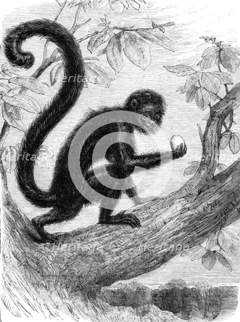 Recent additions to the Zoological Society’s Collection, Regent’s Park, 1864. Creator: Pearson.